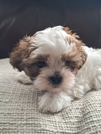 Shihtzu cross Teddy Bear Biewer for sale.