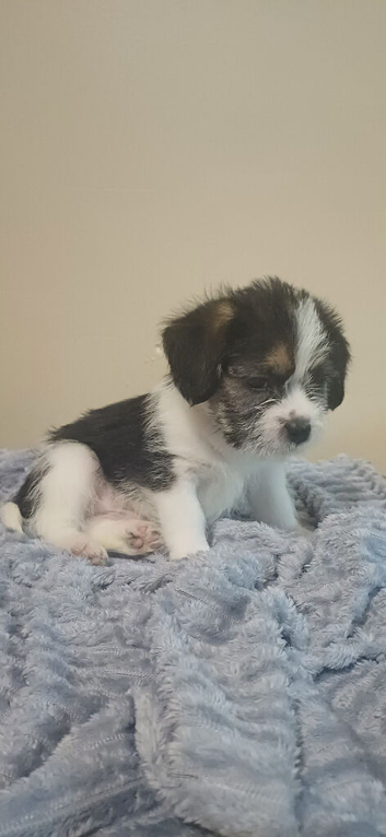 Shihtzu cross puppy for sale boy ready now for his forever home
