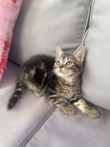 Kittens ready now