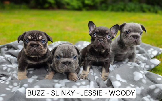 READY NOW: 3 x French Bulldog Puppies
