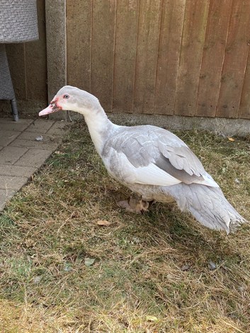 Juvenile Muscovy Drakes