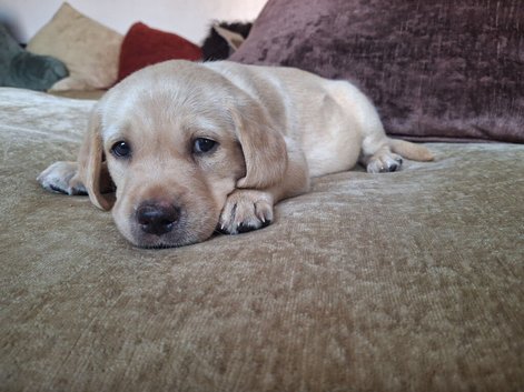 Golden labrador puppy