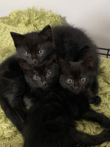 Kittens for sale