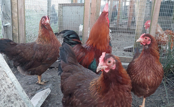 Bantam Welsummer &ndash; Hatching Eggs