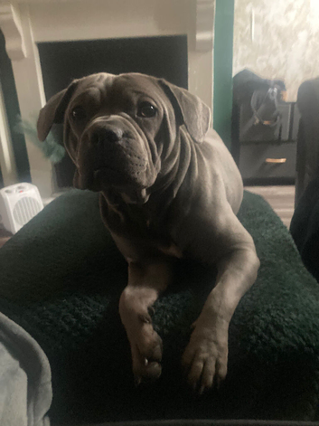 Frenchie x sharpei staff