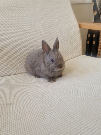 Lilac Netherland dwarf cross
