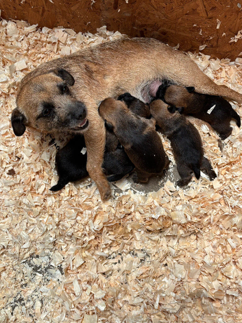 5 beautiful border terrier pups