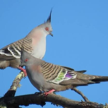 Australian Crested doves