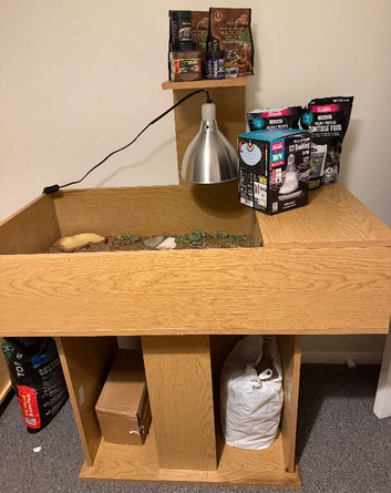 Horsefield tortoise and full set up