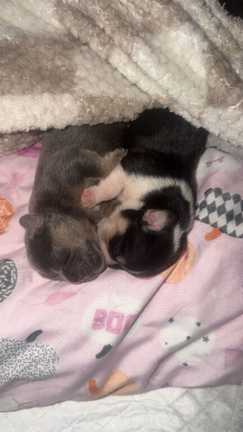 French Bulldog Cross spaniel.