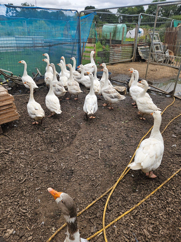 Young and old geese for sale