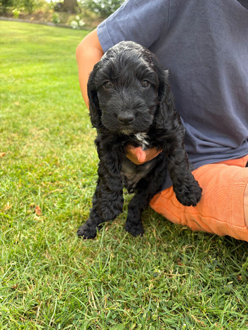 Beautiful Cockapoo Puppies &ndash; 2 Boys & 2 Girls  We are delighted to offer our gorgeous litter of 6 Cockapoo puppies looking for their forever homes.