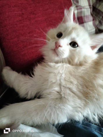 GCCF Maine Coon