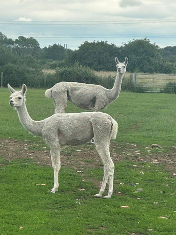 4 year old Llama and 1 year old Cria
