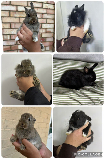 Lionhead x Mini Rex Bunnies!
