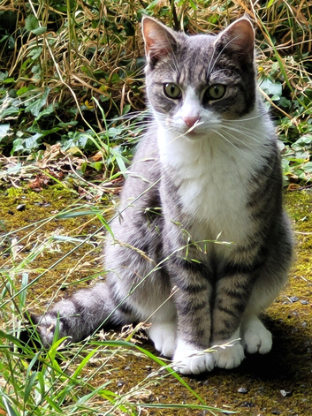Figaro