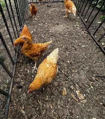 12 week old isa brown female growers