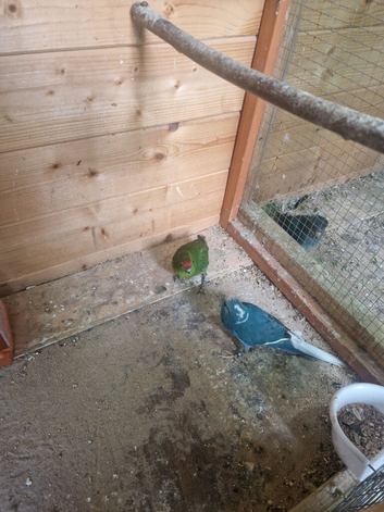 Breeding Pair kakarikis