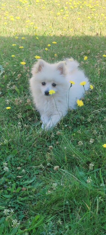 Beautiful White Female Pomeranian Puppy Looking for Her Forever Home