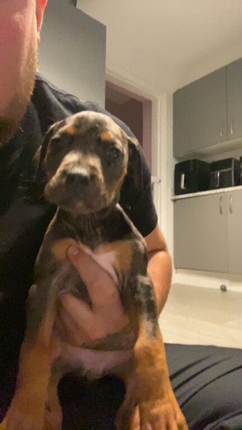 Female staffy cross puppy