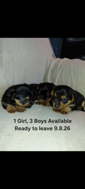 YORKSHIRE TERRIER PUPPIES WITH INDIVIDUAL VET HEALTH CERTIFICATE