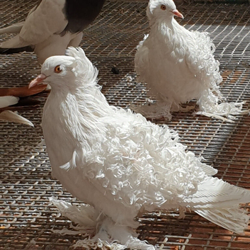 White frill back pigeons for sale