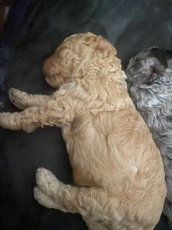 Covapoo pups for sale