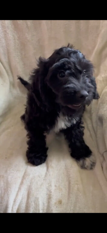 Absolutley gorgeous Cockapoo x puppies
