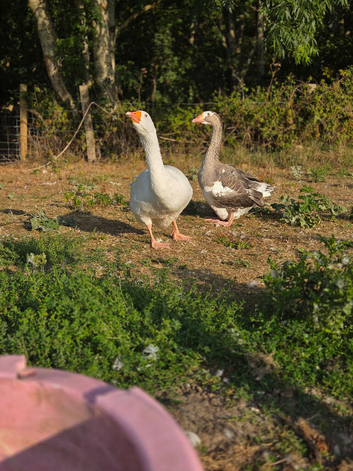 Two geese - male and female
