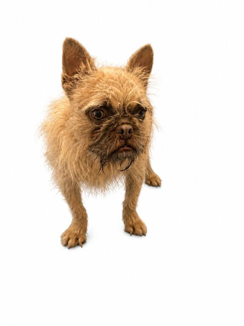 Female wirehaired french bulldog