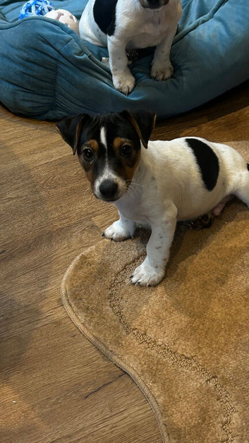 jack Russell