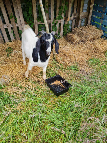 Alpine x Boer Proven Billy