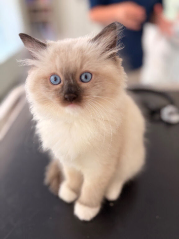 Ragdoll Kittens Pedigree Registered