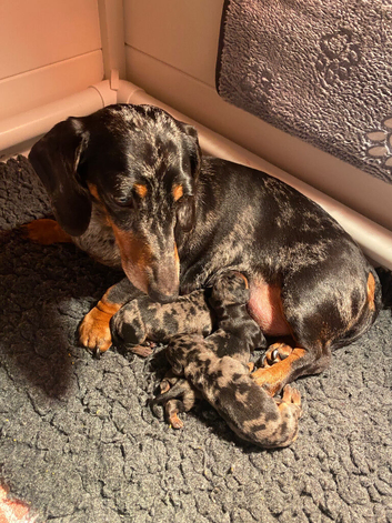 KC registered smooth hair minature daxie puppies
