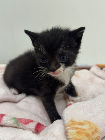 7 Adorable Kittens Looking for Loving Homes