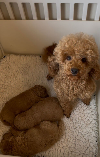 Gorgeous KC regd Toy Poodle Puppies DNA Clear KC parents