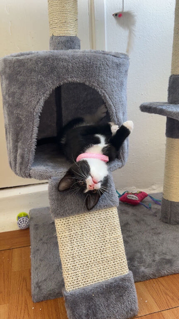 Black and white kitten