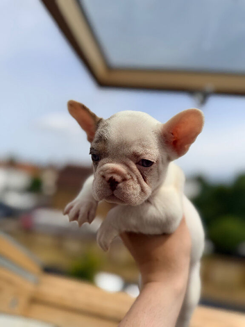 LAST TWO LEFT - FRENCH BULLDOG
