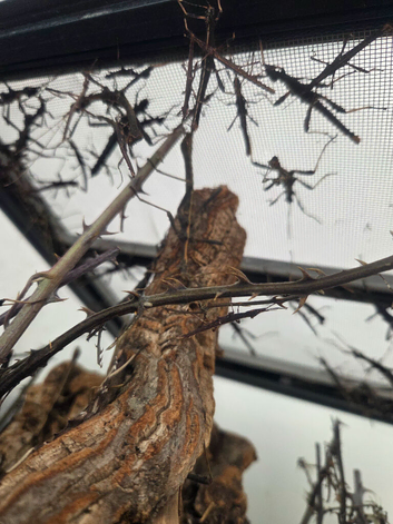 Stick insects