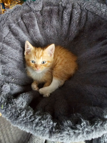Kittens ready now