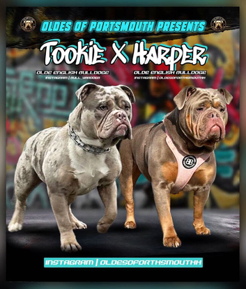 Olde English Bulldog
