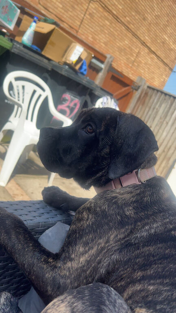 6 months old cane corso full breed