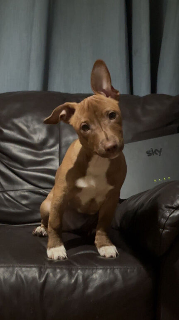 Jack Russel - female - black (spots of white )