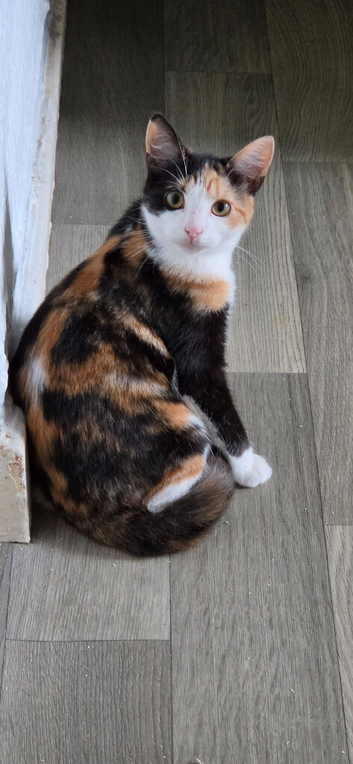 Calico girl