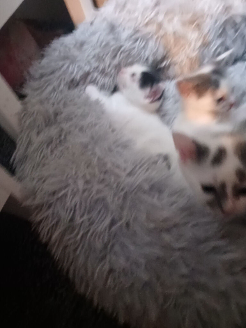 Domestic short hair cross maincoon babys only 1 week old