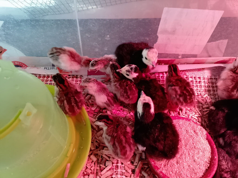 guinea fowl chicks (keets) for sale oied and pearl available