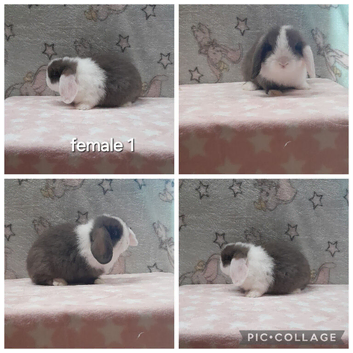 Beautiful purebred mini lops