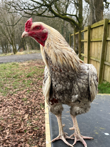 Aseel chicks