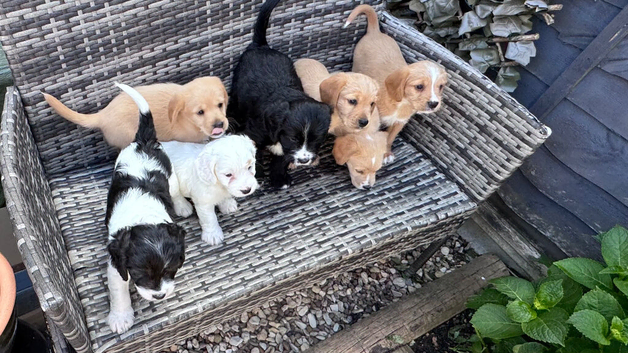 3 beautiful cockalier/springer puppies left for sale