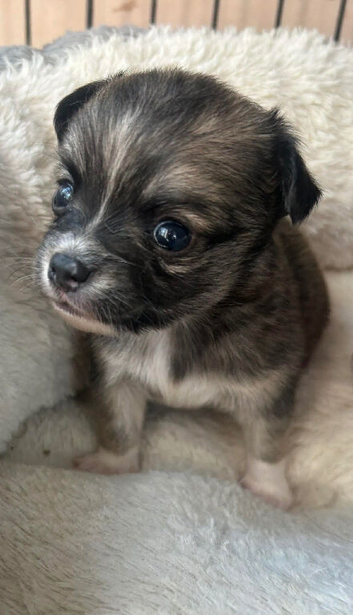 Long haired chihuahua boy